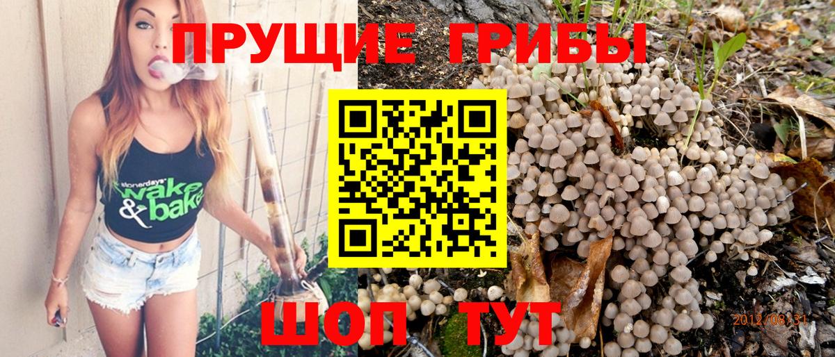 купить наркотик  Псилоцибиновые грибы Psilocybe  Вход с VPN  Псилоцибиновые грибы Cubensis  Камышлов 